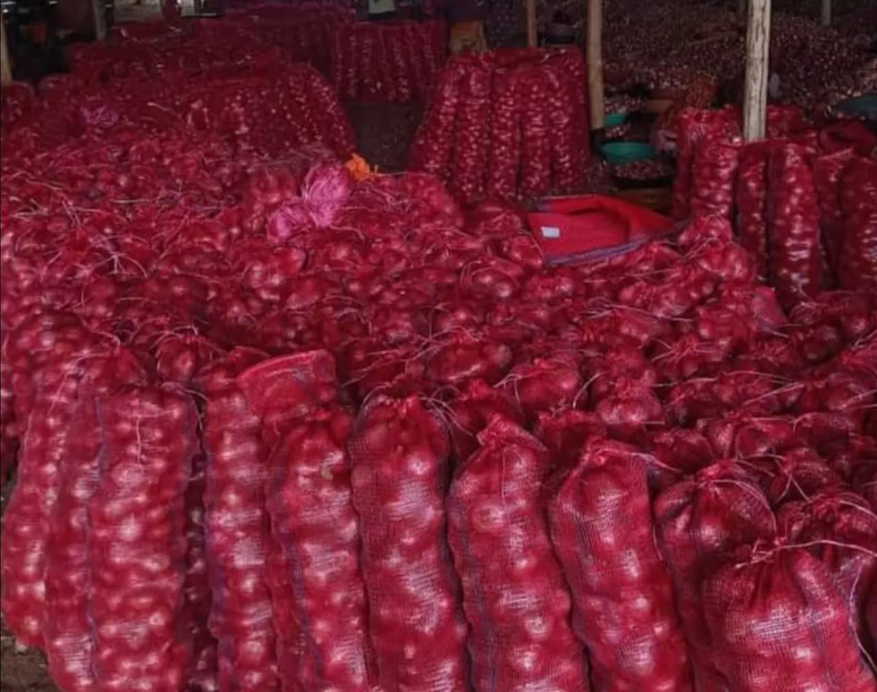 Fresh Export-Quality Onions 