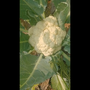 Cauliflower 